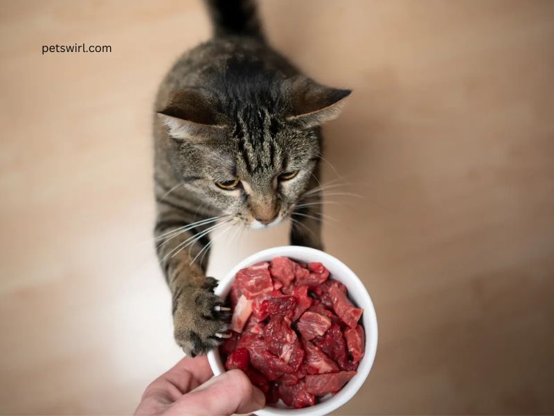 Raw Cat Food