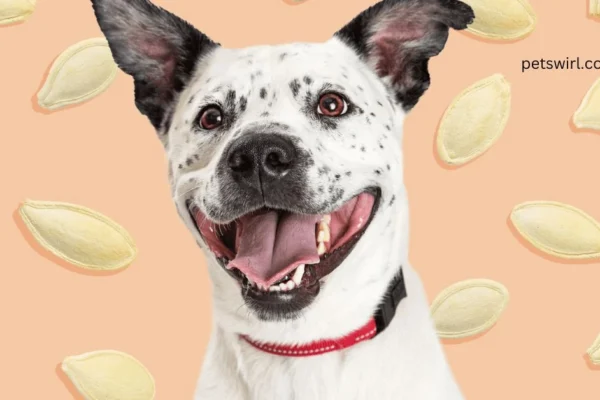 Can Dogs Eat Pumpkin Seeds - Featured Image