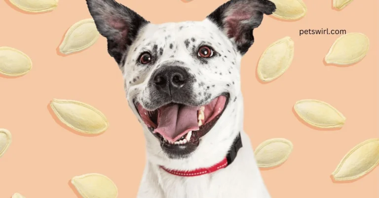 Can Dogs Eat Pumpkin Seeds?