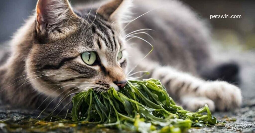 Can Cats Eat Seaweed - Featured Image