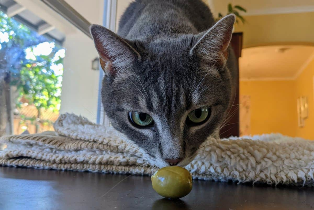 Can Cats Eat Green Olives