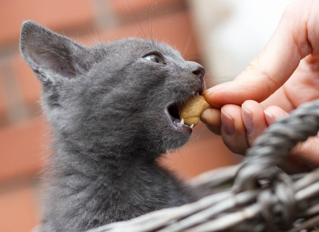 Can Cats Eat Cashews