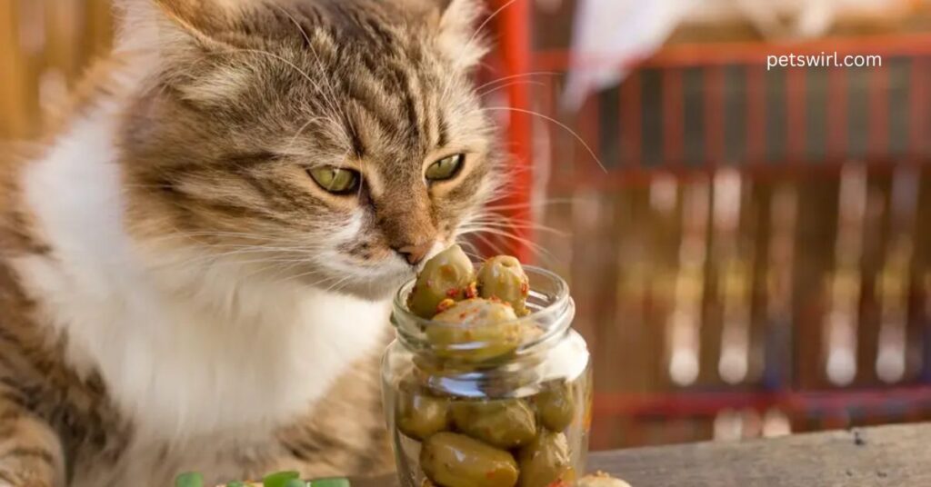 Can Cats Eat Green Olives - Featured Image