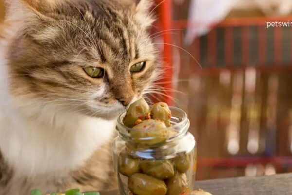 Can Cats Eat Green Olives - Featured Image