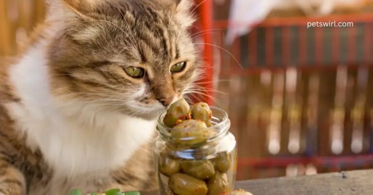 Can Cats Eat Green Olives?