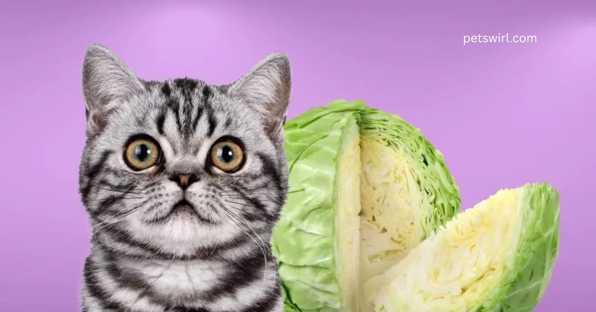 Can Cats Eat Cabbage - Featured Image